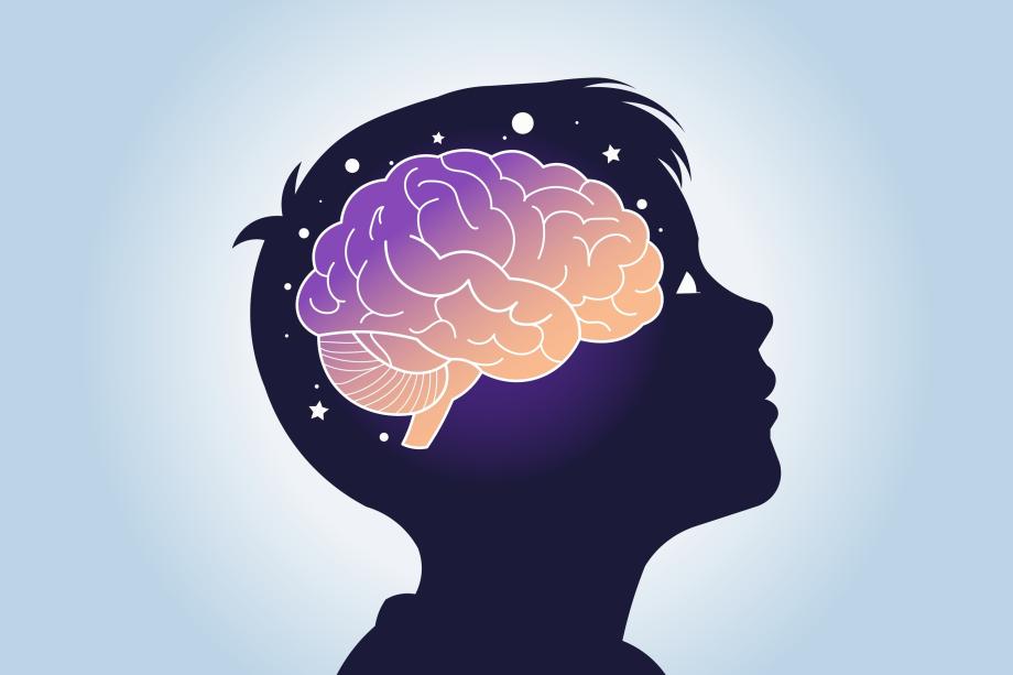 7 мита за мозъка, в които много преподаватели вярват